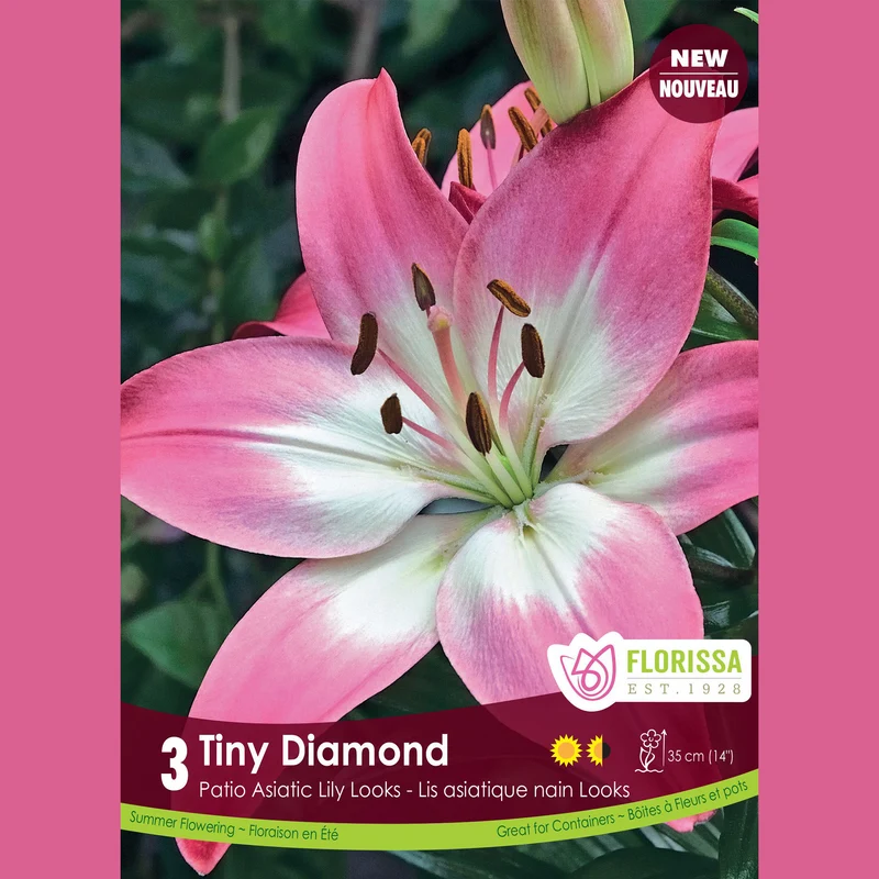 Lys Patio ‘Tiny Diamond’ (3 bulbes) ( Lilium )