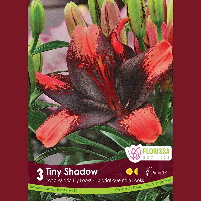 Lys Patio ‘Tiny Shadow’ (3 bulbes) ( Lilium )
