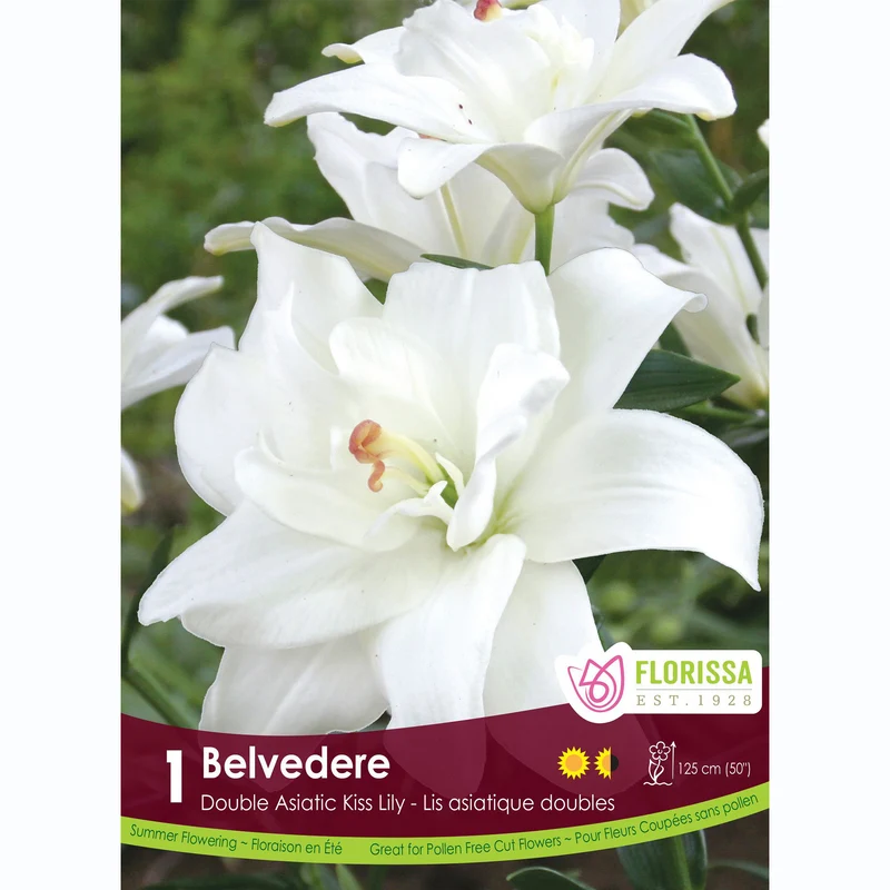 Lis Kiss ‘Belvedere’ ( Lilium )