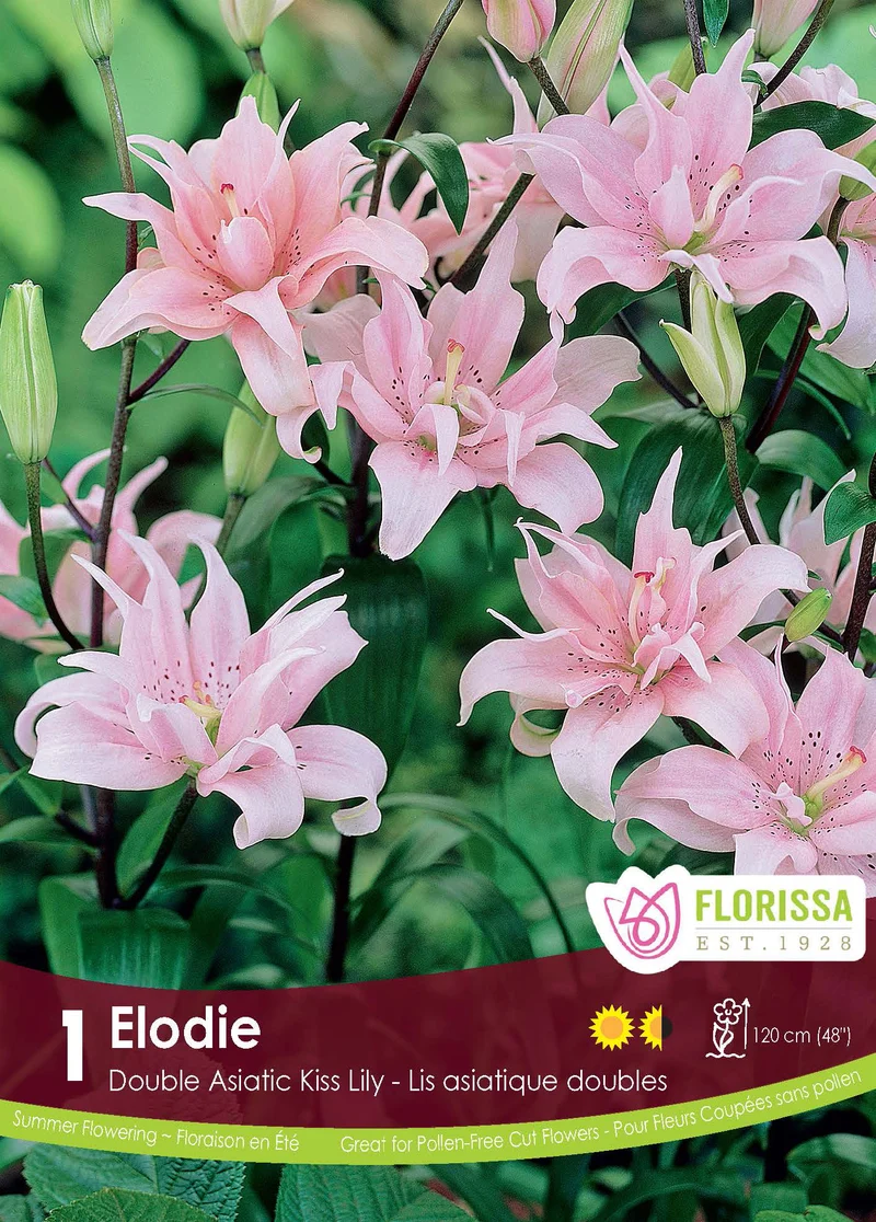 Lis Kiss ‘Elodie’ ( Lilium )