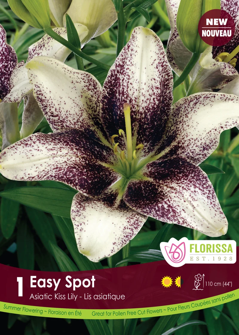 Lis Kiss ‘Easy Spot’ ( Lilium )