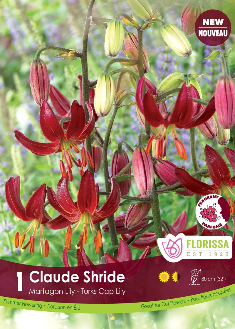 Lys Martagon ‘Claude Shride’ (1 bulbe) ( Lilium )
