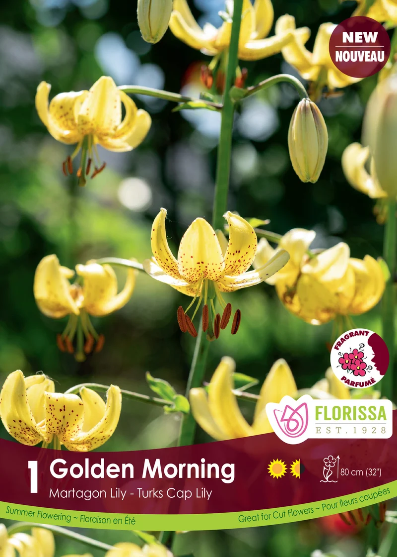Lis martagon ‘Golden Morning’ ( Lilium )