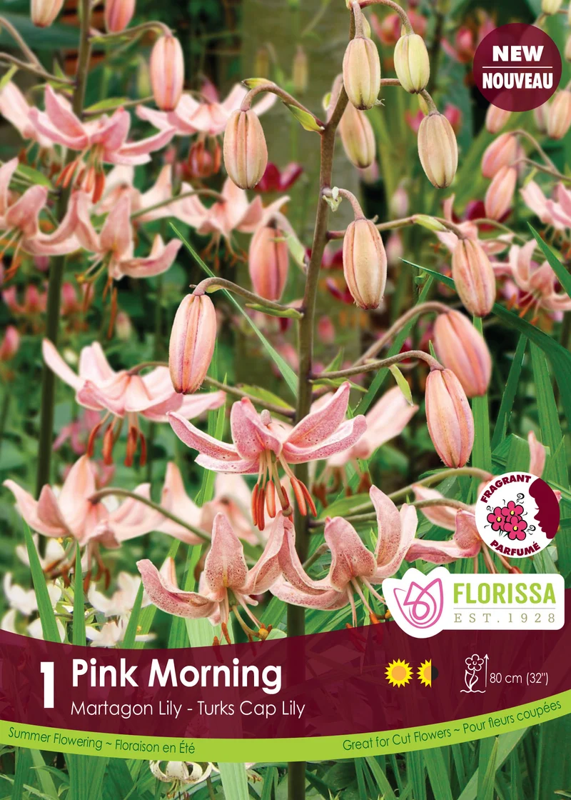 Lis martagon ‘Pink Morning’ ( Lilium )