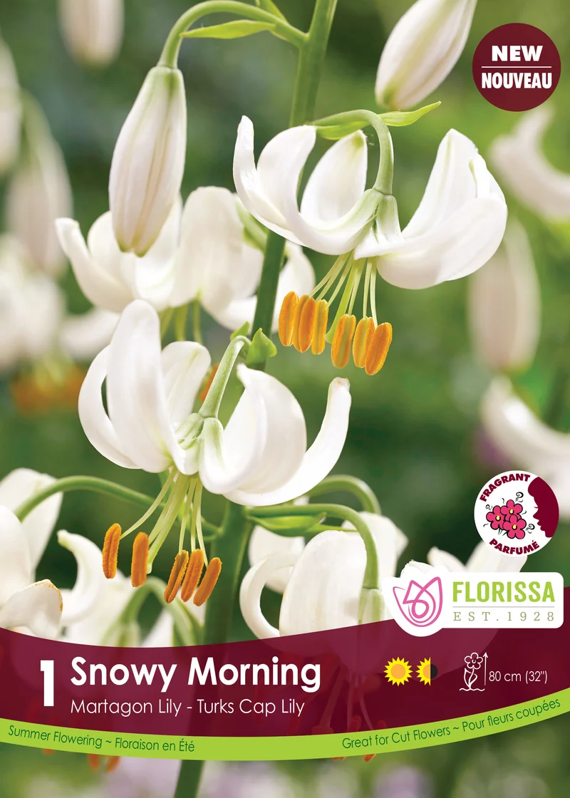 Lis martagon ‘Snowy Morning’ ( Lilium )