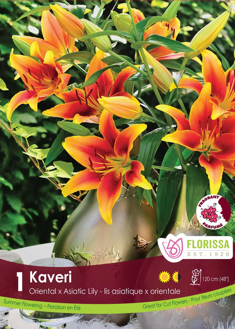 Lis novelty ‘Kaveri’ ( Lilium )
