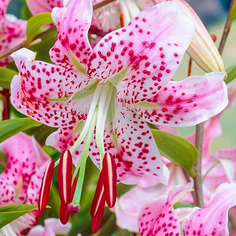 Lys Novelty ‘Uchida’ (1 bulbe) ( Lilium )