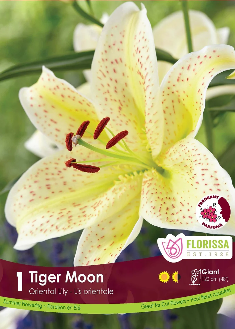 Lys Oriental ‘Tiger Moon’ (1 bulbe) ( Lilium )