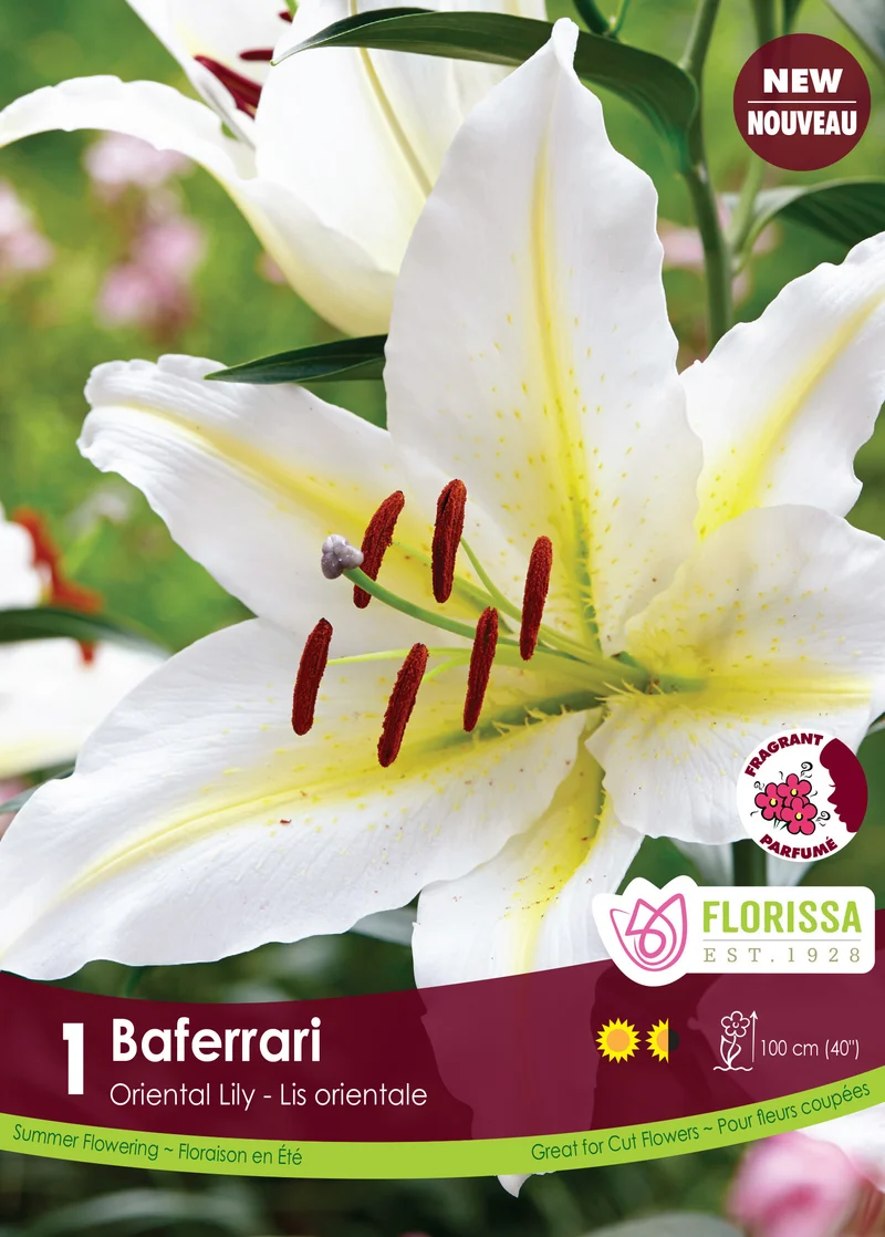Lis oriental ‘Baferrari’ ( Lilium )