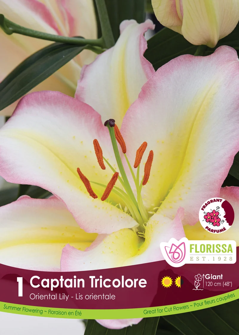 Lis oriental ‘Captain Tricolore’ ( Lilium )
