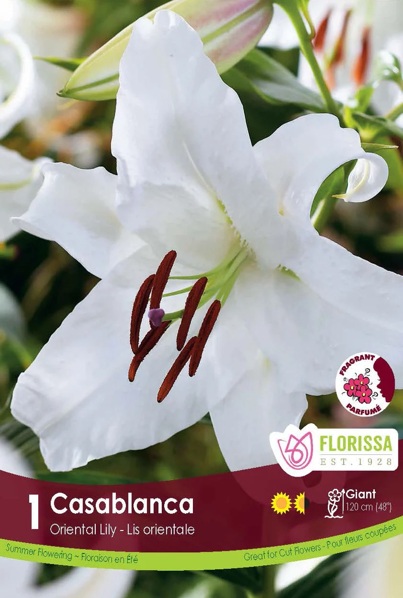 Lis oriental ‘Casablanca’ ( Lilium )