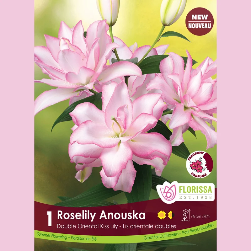Lis double oriental Roselily ‘Anouska’ ( Lilium )