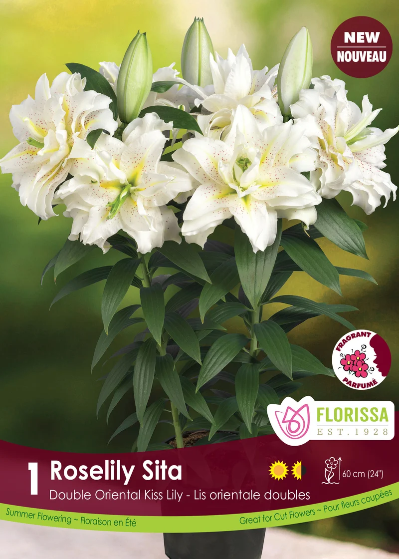 Lis double oriental Roselily ‘Sita’ ( Lilium )