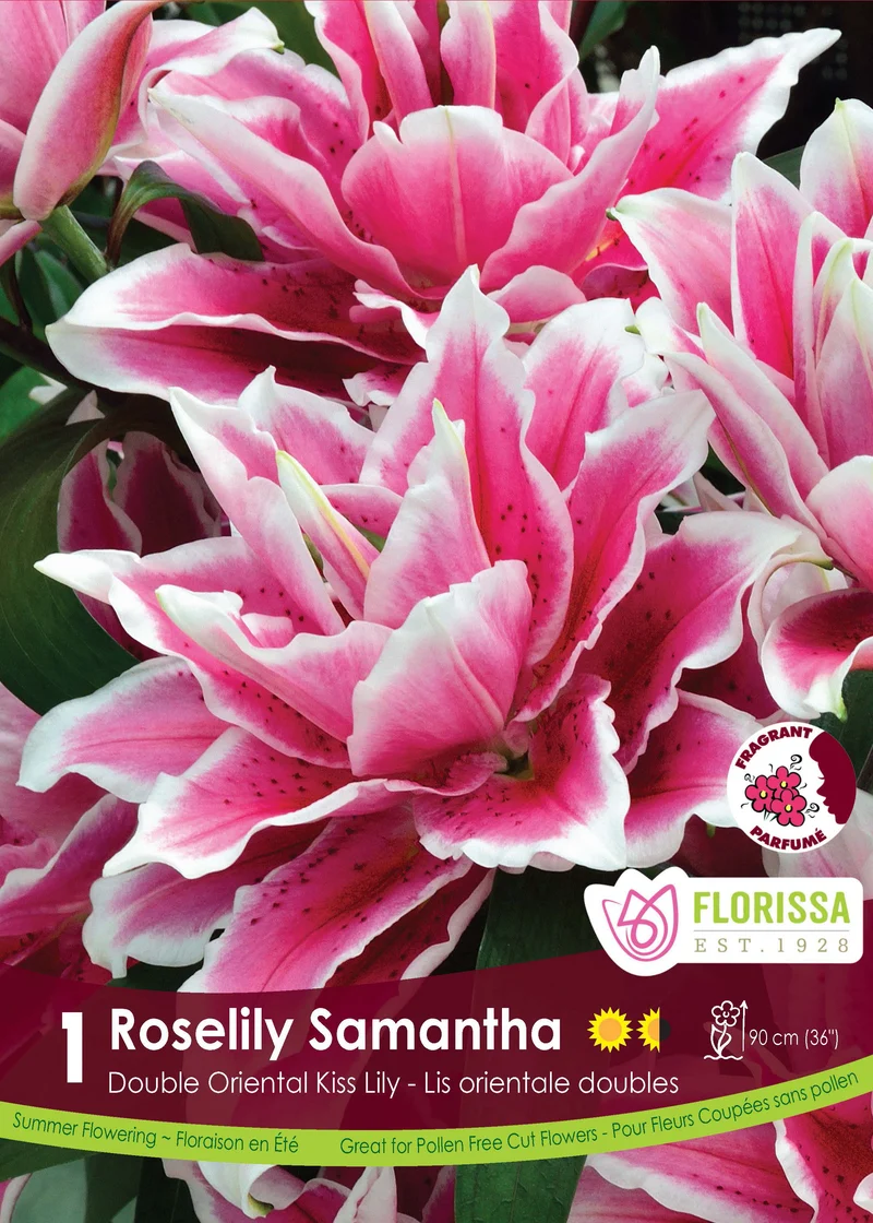 Lis double oriental Roselily ‘Samantha’ ( Lilium )