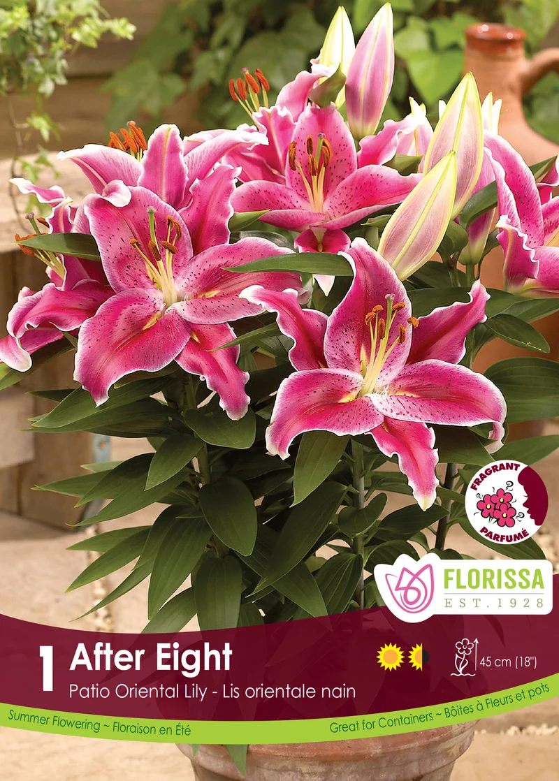 Lis Patio Oriental ‘After Eight’ ( Lilium )