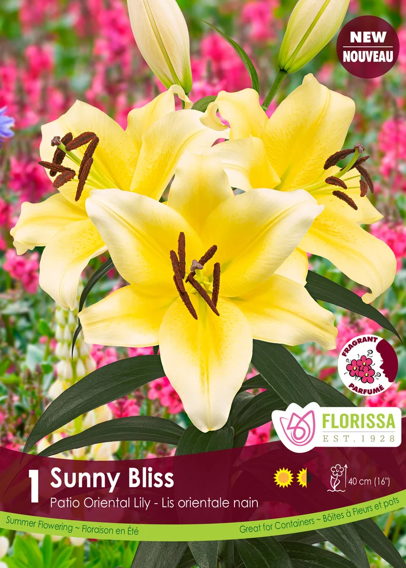 Lis Patio Oriental ‘Sunny Bliss’ ( Lilium )