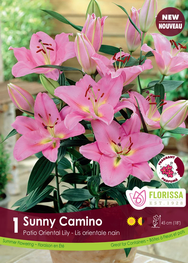 Lis Patio Oriental ‘Sunny Camino’ ( Lilium )