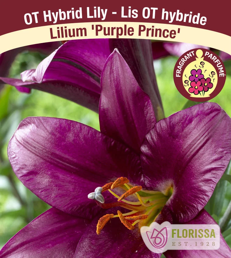 Lys Oriental x Trompette ‘Purple Prince’ (1 bulbe) ( Lilium )