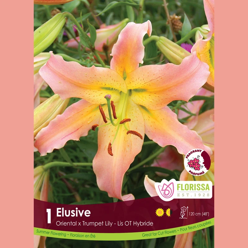 Lys Oriental x Trompette ‘Elusive’ (1 bulbe) ( Lilium )