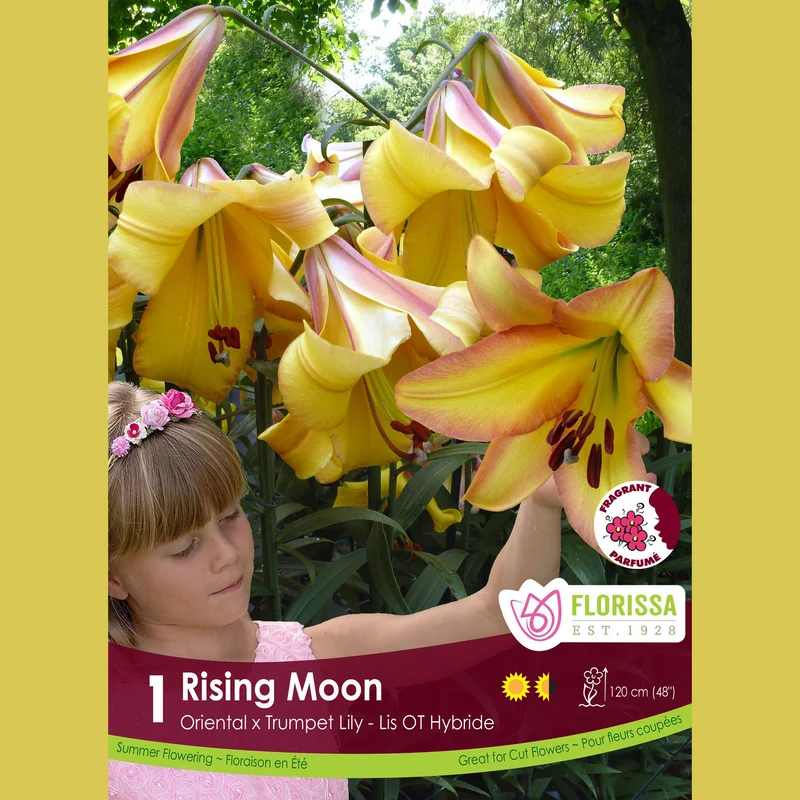 Lis hybride oriental-trompette ‘Rising Moon’ ( Lilium ) – 1 bulbe