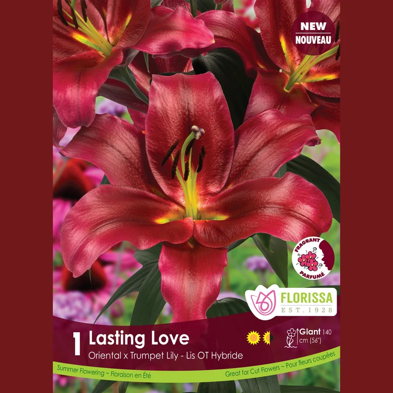 Lis hybride oriental-trompette ‘Lasting Love’ ( Lilium ) – 1 bulbe