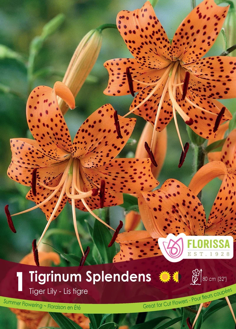 Lis tigre ‘Tigrinum Splendens’ ( Lilium )