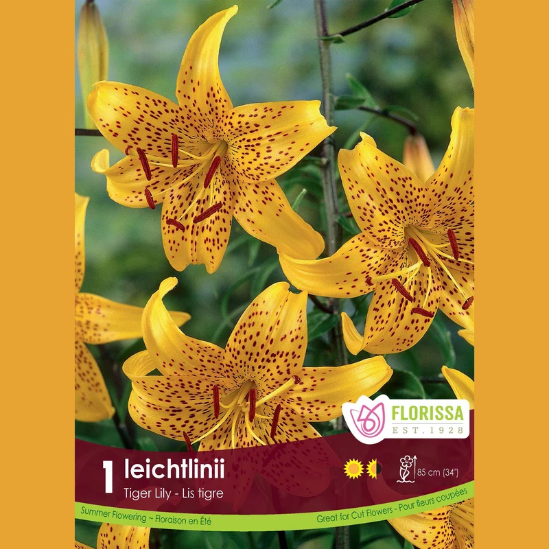 Lys Tigre ‘Leichtlinii Yellow’ (1 bulbe) ( Lilium )
