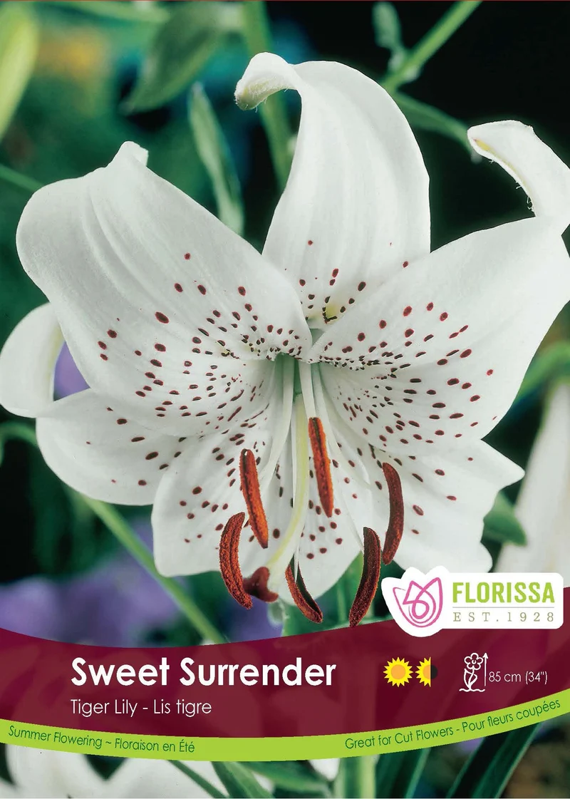 Lys Tigre ‘Sweet Surrender’ (1 bulbe) ( Lilium )