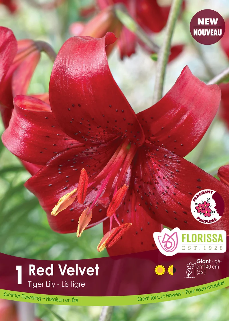 Lis tigre ‘Red Velvet’ ( Lilium )