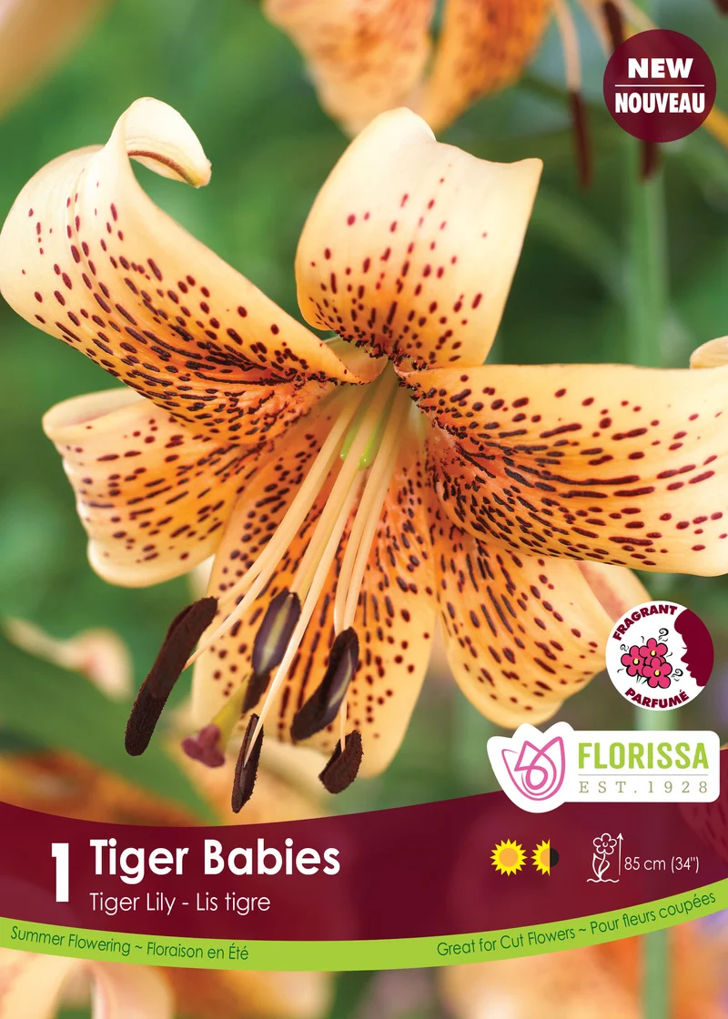 Lis tigre ‘Tiger Babies’ ( Lilium )