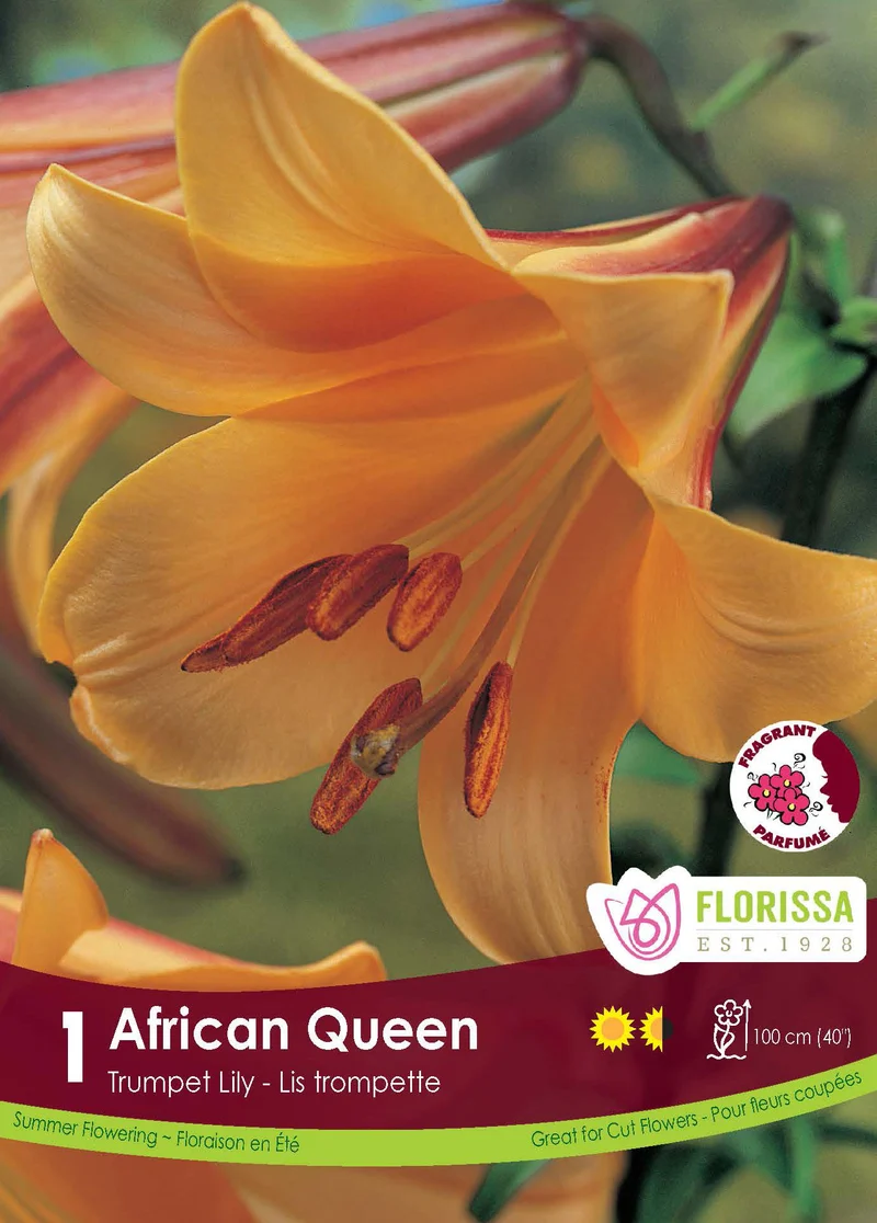 Lis trompette ‘African Queen’ ( Lilium )