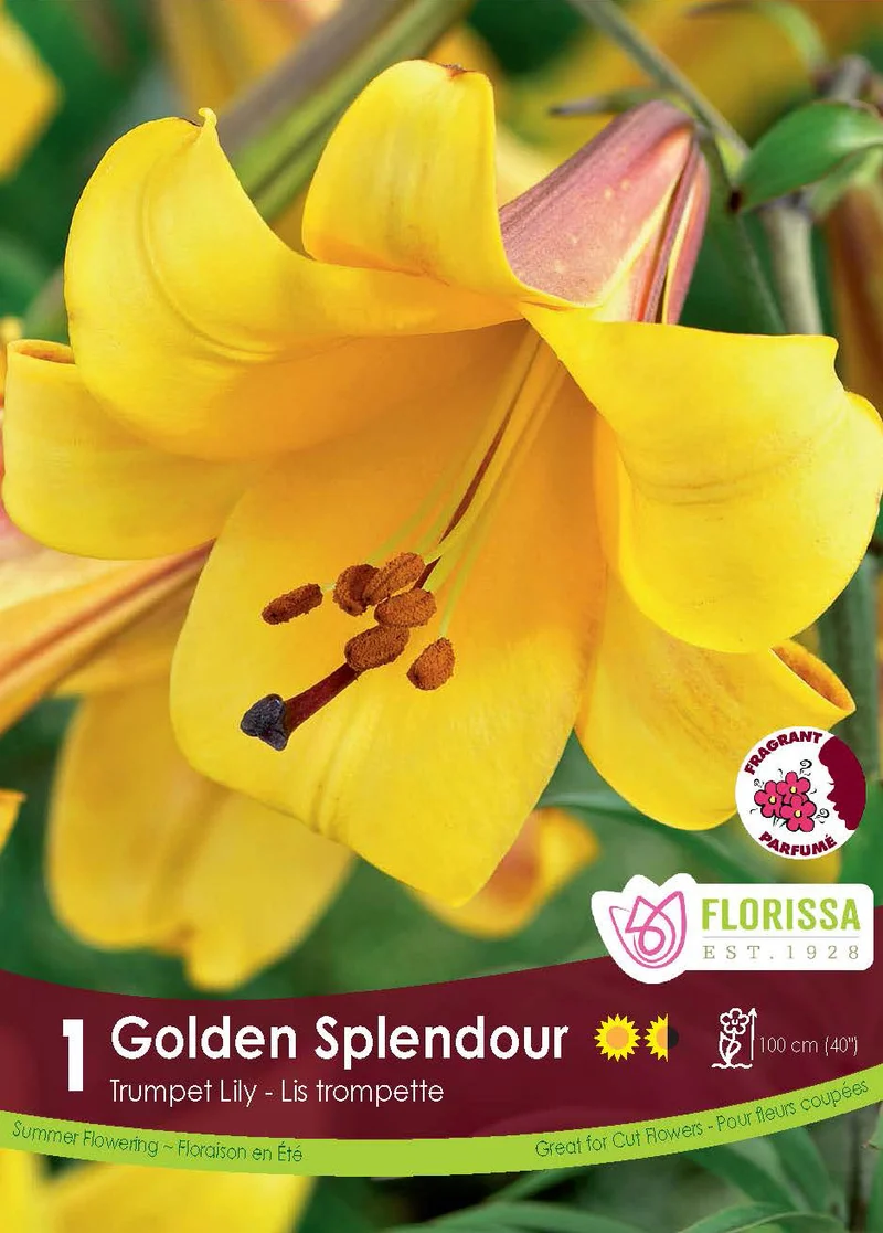 Lis trompette ‘Golden Splendour’ ( Lilium )
