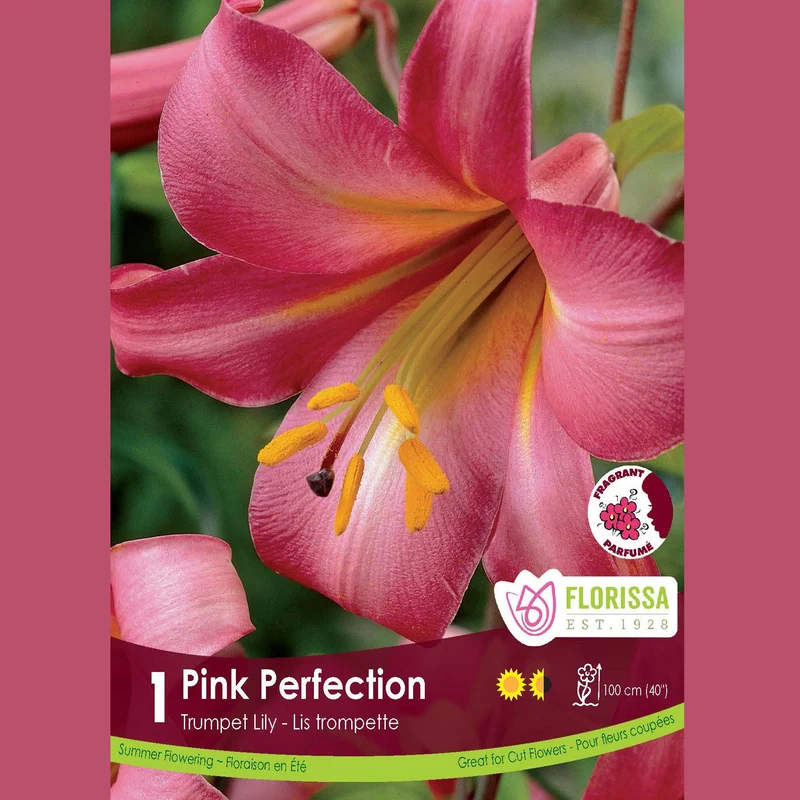 Lys Trompette ‘Pink Perfection’ (1 bulbe) ( Lilium )
