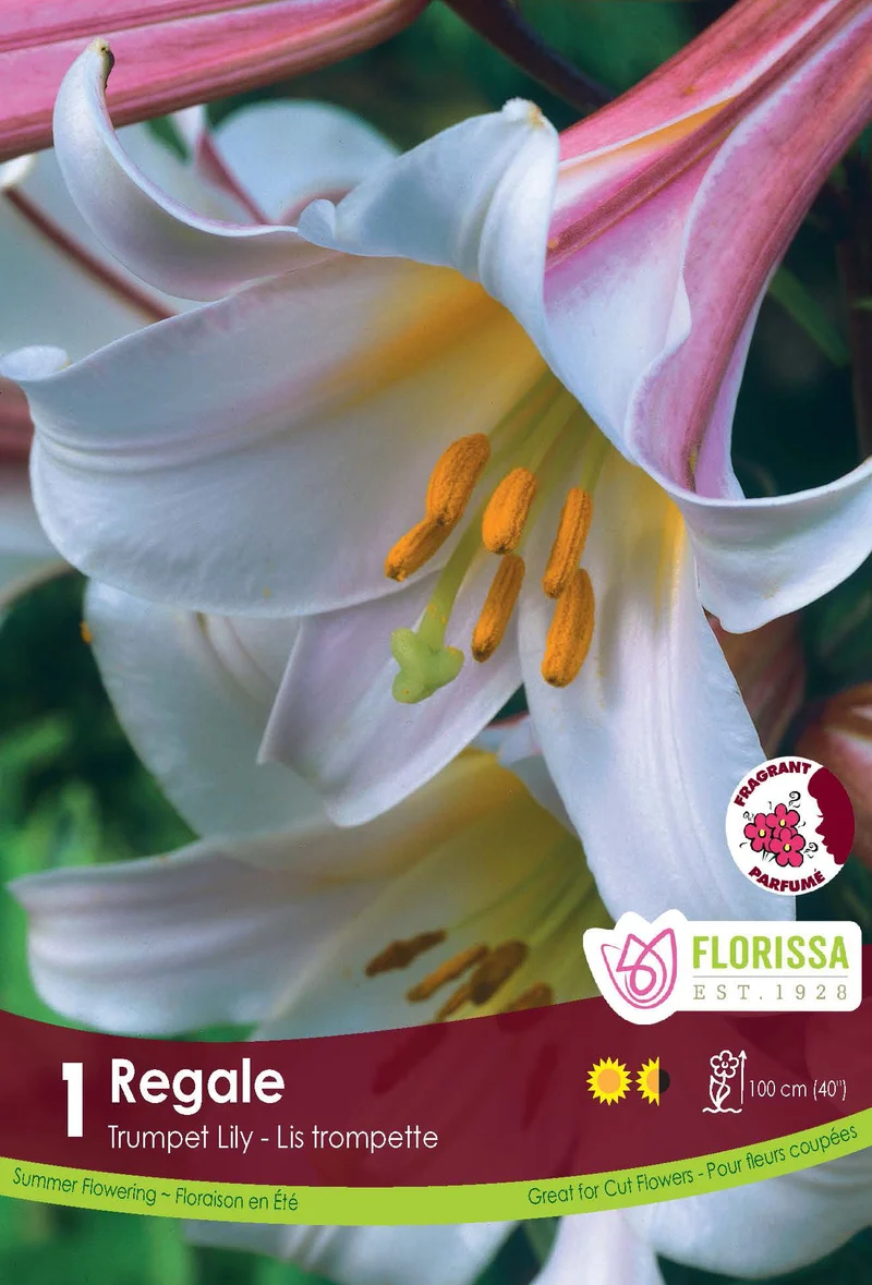 Lis trompette ‘Regale’ ( Lilium )