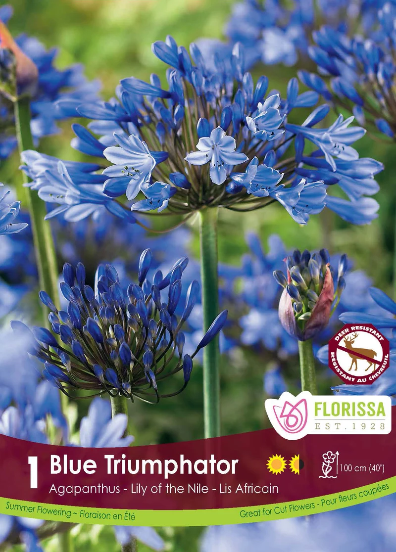 Agapanthe Blue Triumphator ( Agapanthus ‘Blue Triumphator’)