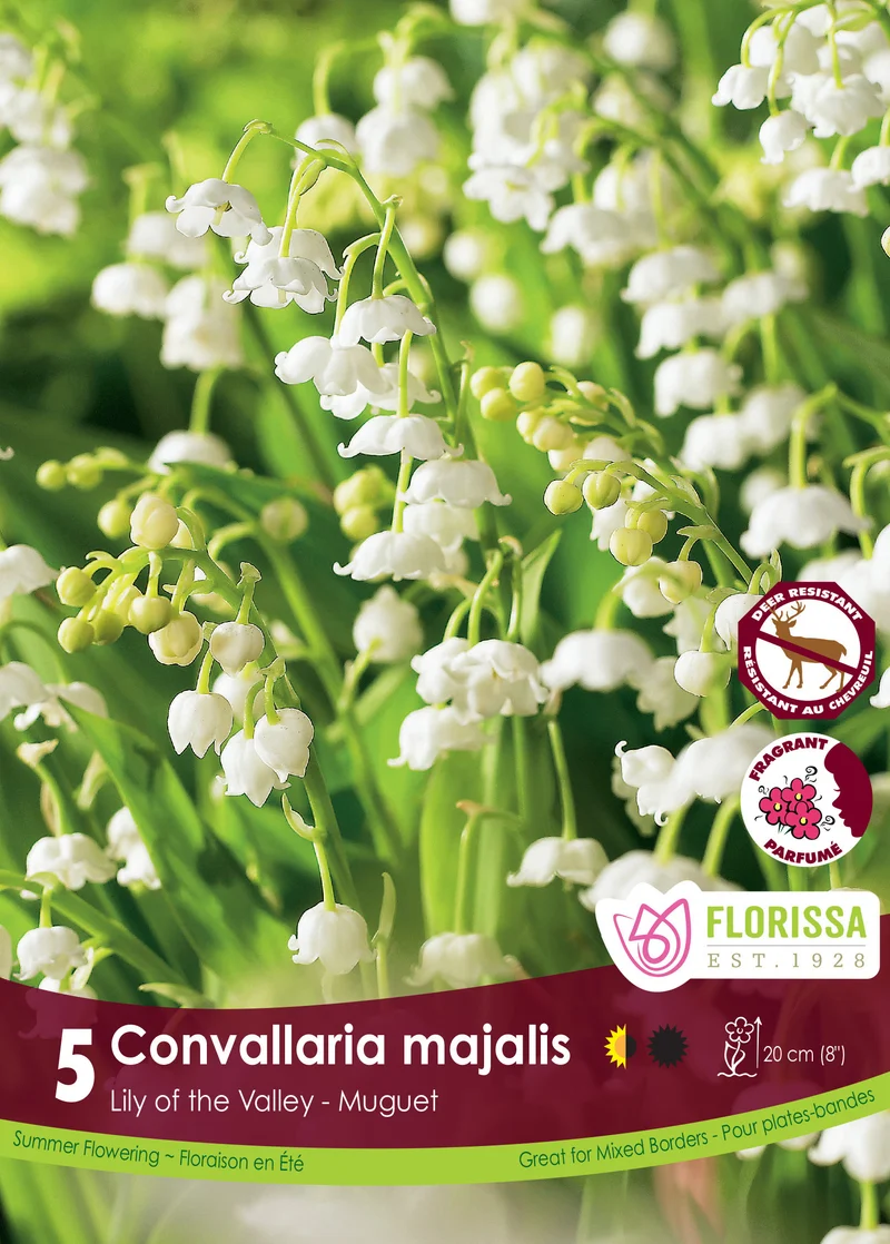 Muguet ‘Convallaria Majalis’ ( Convallaria )