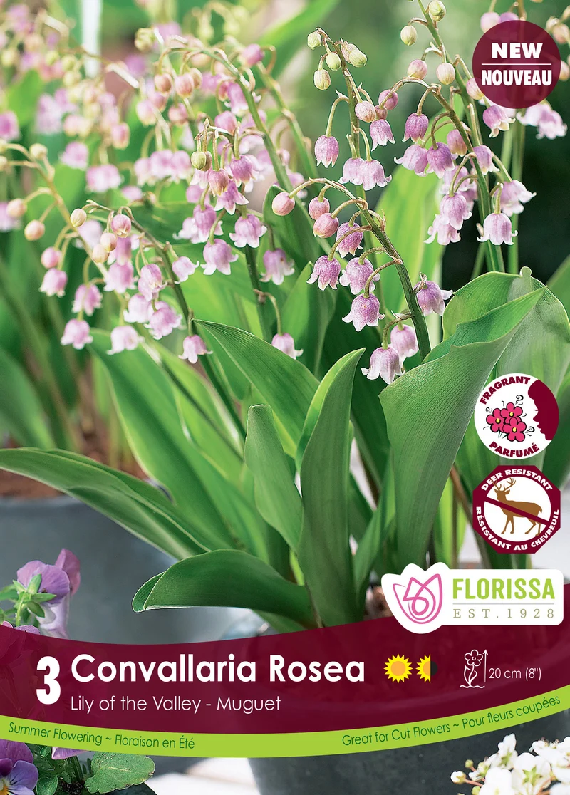 Muguet ‘Convallaria Rosea’ ( Convallaria )