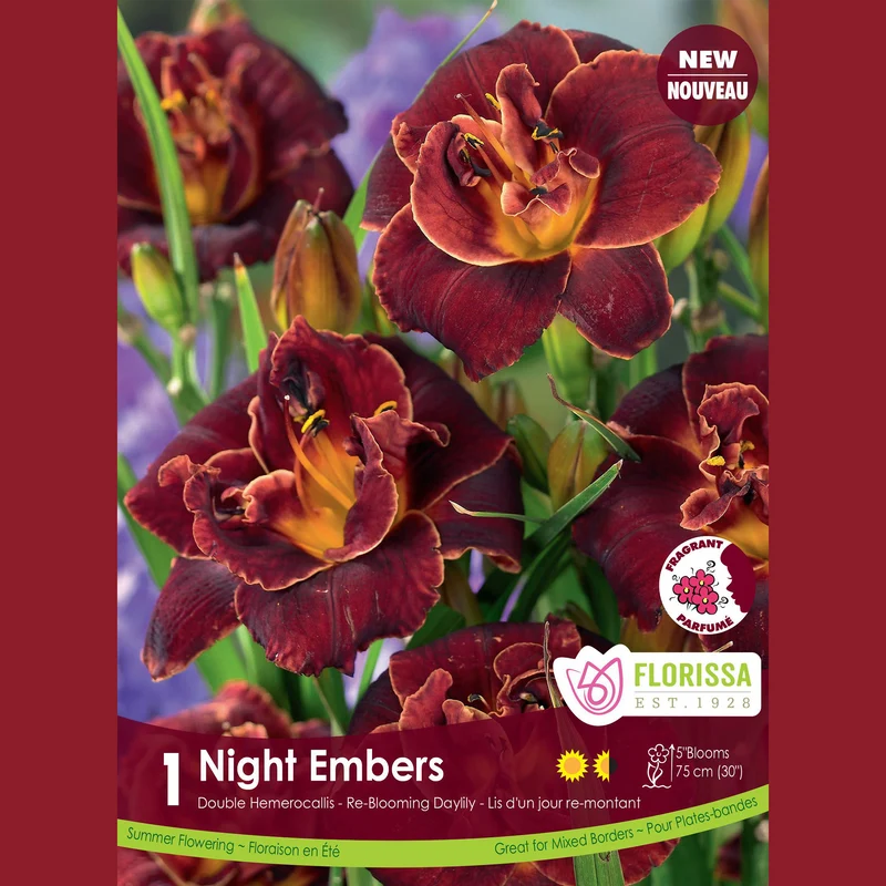 Hémérocalle ‘Night Embers’ ( Hemerocallis )