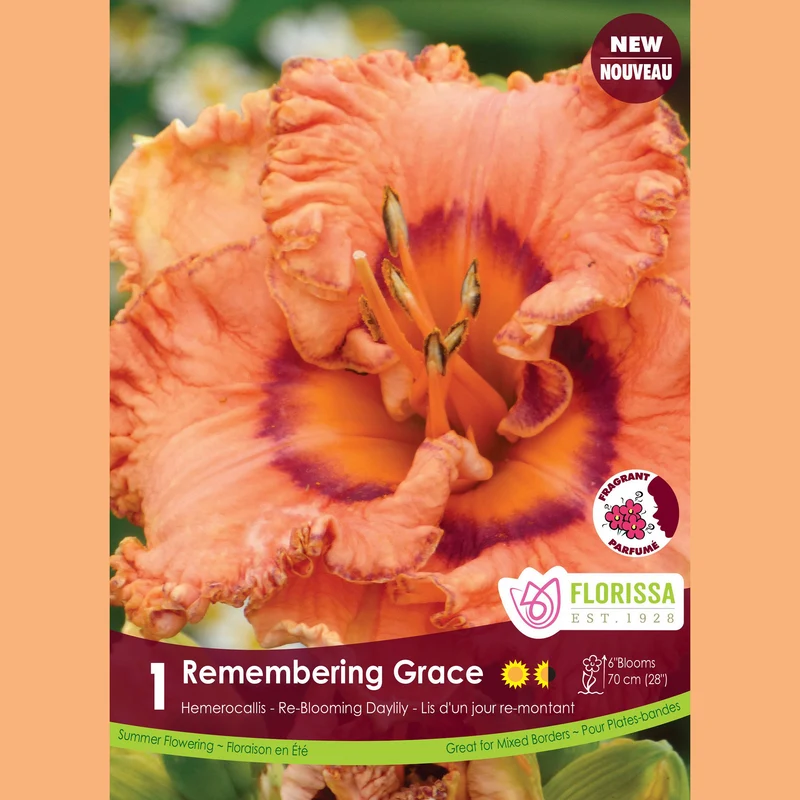 Hémérocalle ‘Remembering Grace’ ( Hemerocallis )