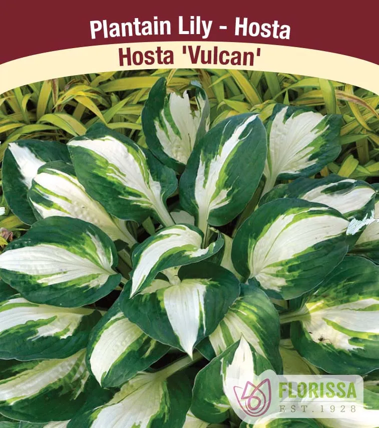 Hosta ‘Vulcan’ ( Hosta )