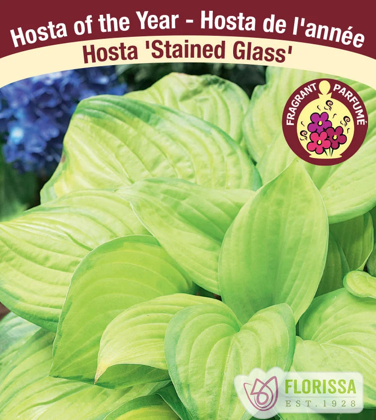 Hosta ‘Stained Glass’ ( Hosta )
