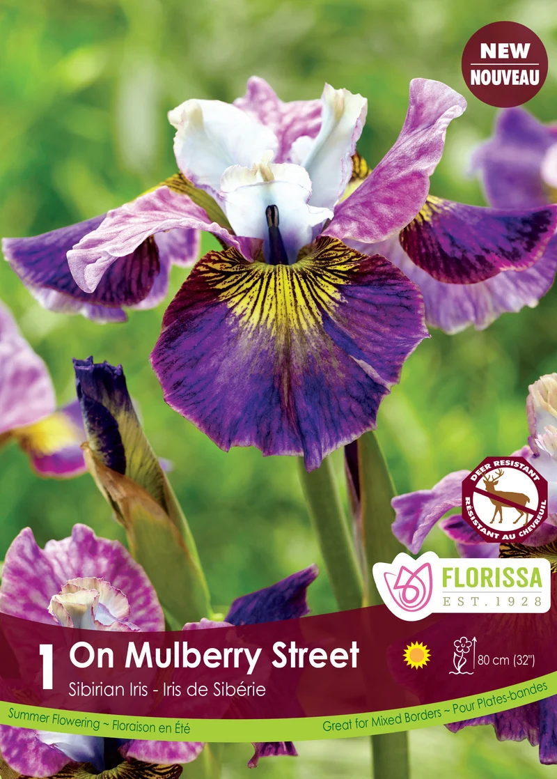 Iris de Sibérie ‘On Mulberry Street’ ( Iris sibirica )