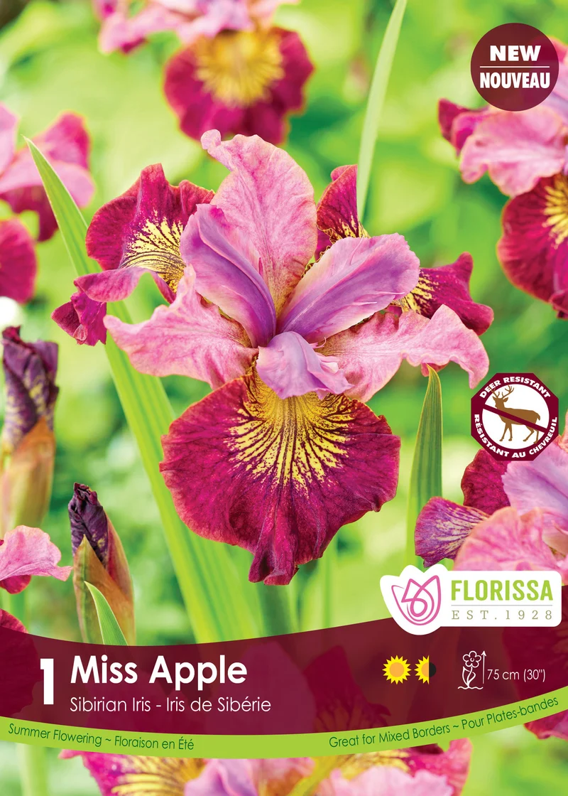 Iris sibirica ‘Miss Apple’ ( Iris )