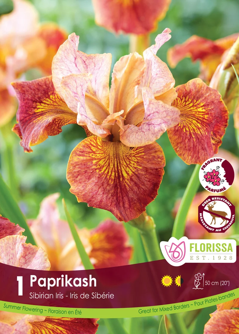 Iris de Sibérie ‘Paprikash’ ( Iris sibirica )