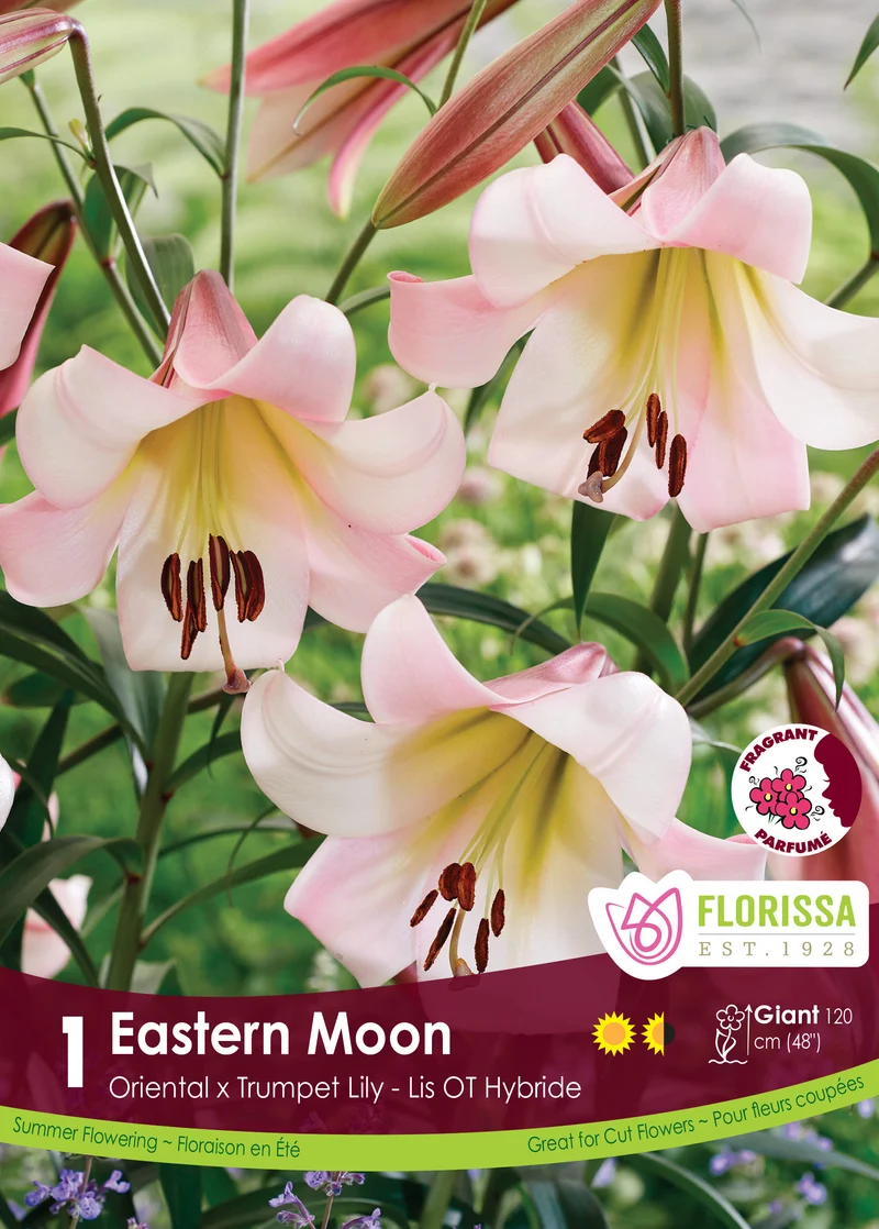 Lis ‘Eastern Moon’ ( Lilium )