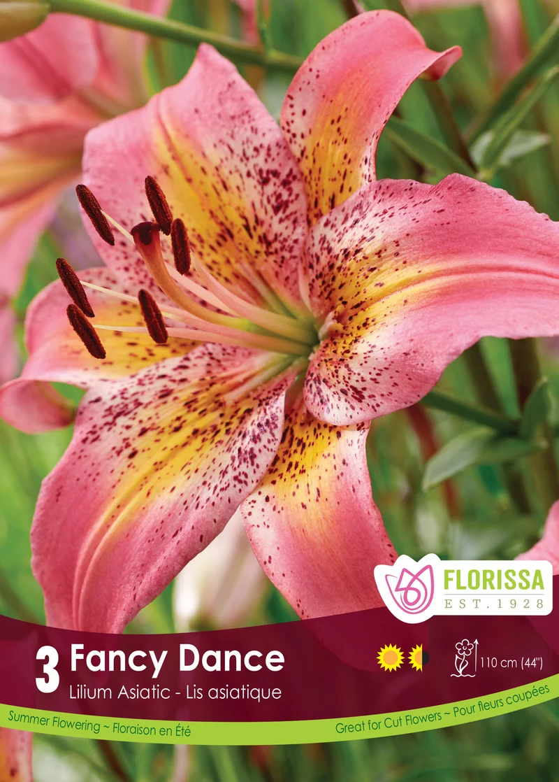 Lis ‘Fancy Dance’ ( Lilium )