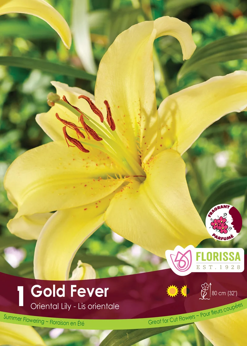 Lis ‘Gold Fever’ ( Lilium )