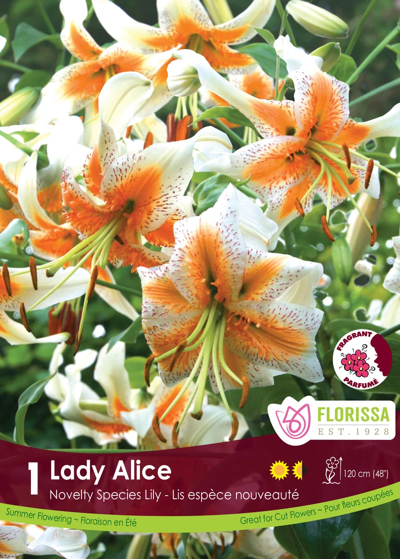 Lis ‘Lady Alice’ ( Lilium )