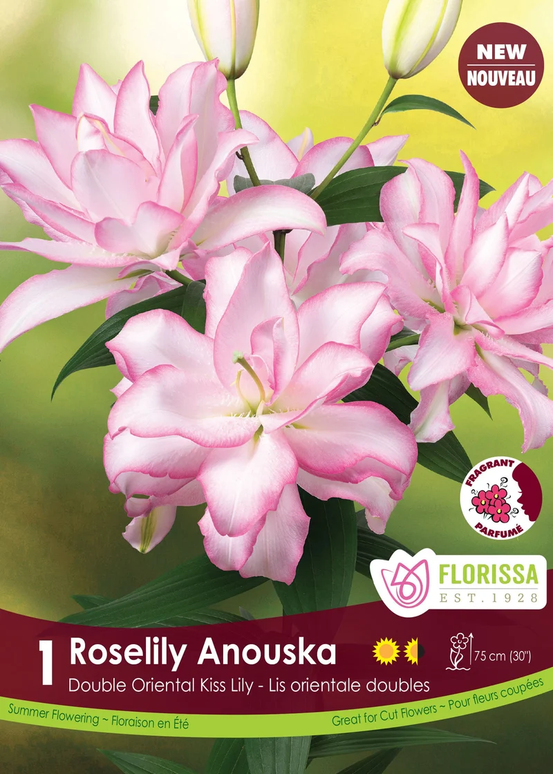 Lis ‘Roselily Anoushka’ ( Lilium )