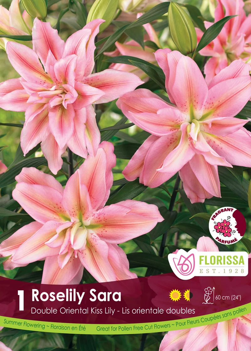 Lis ‘Roselily Sara’ ( Lilium )